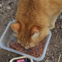 photo de livraison pour Les Chats-Pitresdelavi-Ste