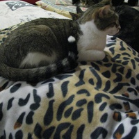 photo de livraison pour Potron Minet
