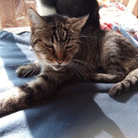 photo de livraison pour Amicale Chats