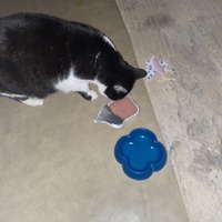 photo de livraison pour Les Chats de Condom 32