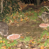 photo de livraison pour Chat Libre de l'Ile du Ramier