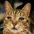 photo animal