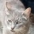 photo animal