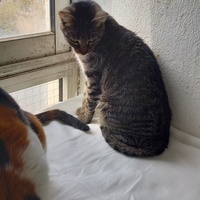 photo de livraison pour Les Pattounes de l'Espoir