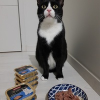 photo de livraison pour La Vraie Magie des Chats