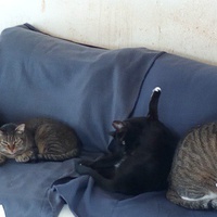 photo de livraison pour Marseille Animaux