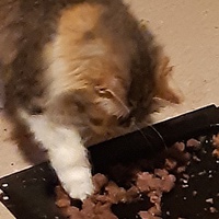 photo de livraison pour Pour l'Amour des Chats