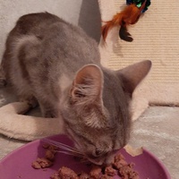 photo de livraison pour Bien vivre avec les Chats Sallélois