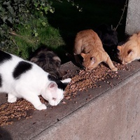 photo de livraison pour Nos P'tits Coeurs Perdus