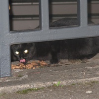 photo de livraison pour Chat Libre de l'Ile du Ramier