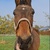 photo animal
