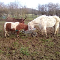 photo de livraison pour Refuge cheval Espoir