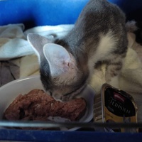 photo de livraison pour Les Chats de la Rue