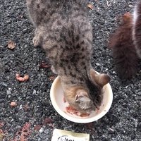 photo de livraison pour Bien vivre avec les Chats Sallélois