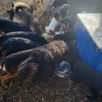 photo de livraison pour Spaske