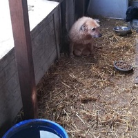 photo de livraison pour Sammelstelle für Tiere in Not e.V.
