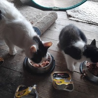 photo de livraison pour Chez Minou