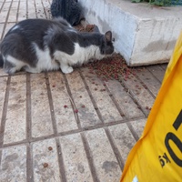 photo de livraison pour Comme Chiens et Chats Maroc
