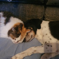 photo de livraison pour Animalove