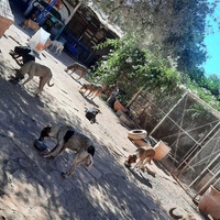 photo de livraison pour Help Adopt Moroccan Animals