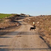 photo de livraison pour Civic Initiative Kane Korzo Skopje