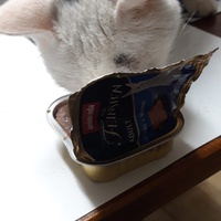 photo de livraison pour Les Chats'nonymes