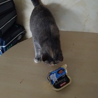 photo de livraison pour Chiens, Chats et Cie