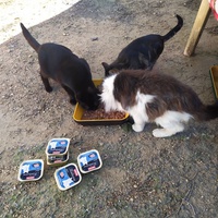 photo de livraison pour ANIMAL ATTITUDE