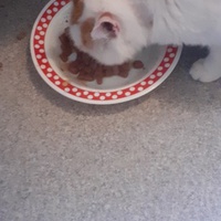 photo de livraison pour Protect Cat