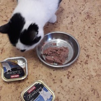 photo de livraison pour Ecole du Chat de Roubaix