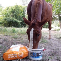photo de livraison pour Happy Horse Day