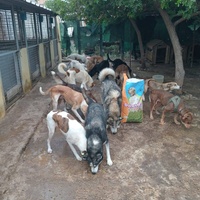 photo de livraison pour Comme Chiens et Chats Maroc