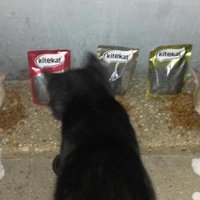 photo de livraison pour Ecole du Chat de Poitiers