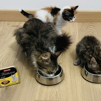 photo de livraison pour Les Chatgabonds