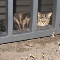 photo de livraison pour Chat Libre de l'Ile du Ramier