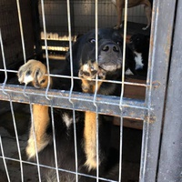 photo de livraison pour RespekTIERE Leben e.V.