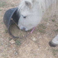 photo de livraison pour Equi-Libre : Droit à la Retraite Equine