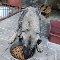 photo de livraison pour Civic Initiative Kane Korzo Skopje