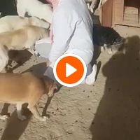 photo de livraison pour SOS Animaux Tunisie