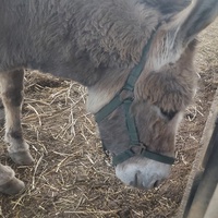 photo de livraison pour Equi-Libre : Droit à la Retraite Equine