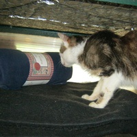 photo de livraison pour Au Bonheur des Chats Libres