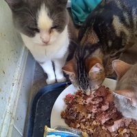 photo de livraison pour Les Pattounes de l'Espoir