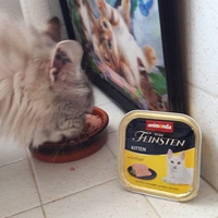 photo de livraison pour Les Chats libres de Fleurance
