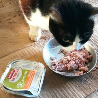 photo de livraison pour Ecole du Chat Libre de Caillerot
