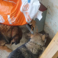 photo de livraison pour Asociația Hăpluț și prietenii