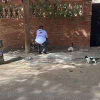 photo de livraison pour L'Arche de Noé