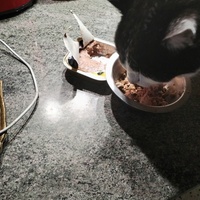 photo de livraison pour Chats Grains d'Amour