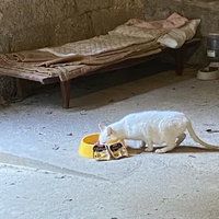 photo de livraison pour Association Nos Amis Nos Animaux