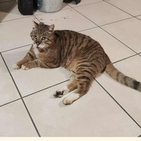 photo de livraison pour NAE-NUTTI - Les chats de la maison brûlée