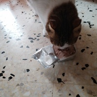 photo de livraison pour Chats Grains d'Amour